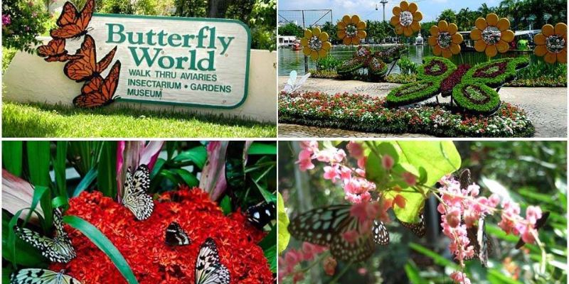 Vườn bướm Saithip